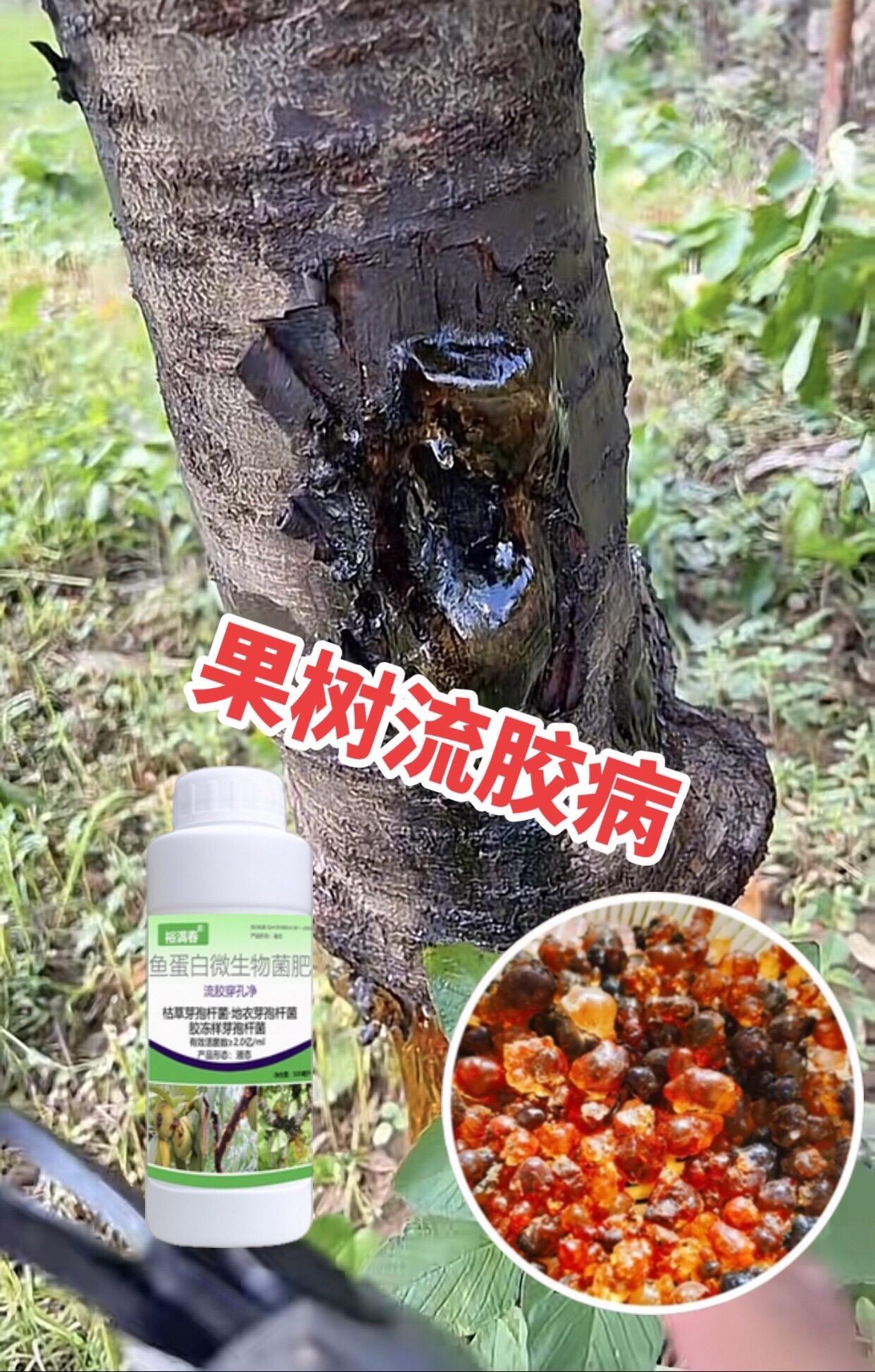 果树流胶一喷净。#流胶病#果树流胶病#病虫害防治 #果树管理 #流胶一喷净