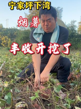 宁家坪烟薯丰收开挖了!#助农#农村 #村干部#新农人 #村干部 #助农