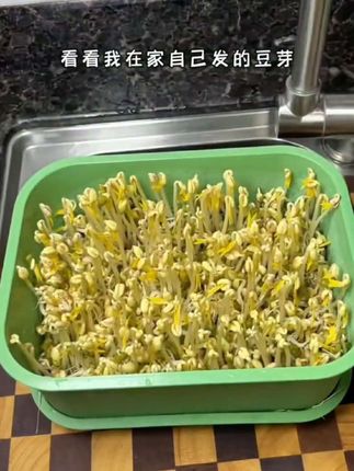在家轻松用豆芽盆发出好豆芽,操作简单,没有任何添加剂!#发豆芽盆 #有机菜专用盆 #豆芽种植盆