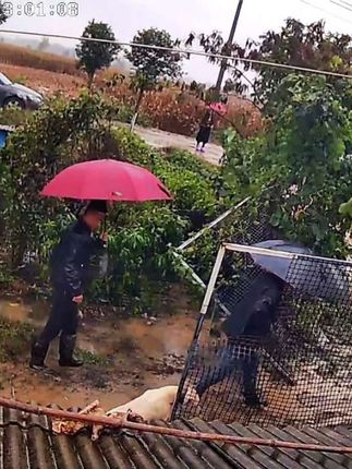客户冒着大雨过来自提两条小青年母,老客户了,三言两语2分钟搞定,直接拉走,非常爽快的客户