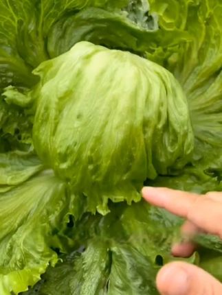 外面脆嫩,里边香甜的结球生菜,比普通生菜好吃又好种 管理还简单, 在种植之前,可以先将种子搅拌在土壤中,这样有利于出苗,而且长得快,马上可以种植了,家里有阳台,小院的可以种一些#结球生菜种子 #生菜种植 #三农