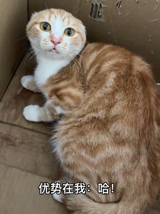 是你啊,耄耋#圆头耄耋 #提抖放哈 #薛定谔的猫 #牢财 #爱猫tv