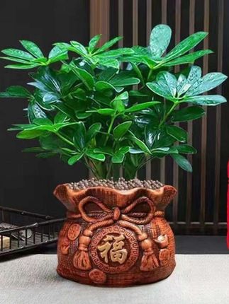 #鸭脚木 #爱生活爱养花 #花卉绿植 #八方来财 #室内绿植