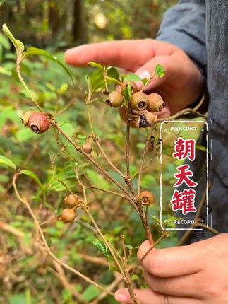 这就是传说中的朝天罐,也称野牡丹,你的家乡还有这种植物吗?#朝天罐 #植物科普 #抖音硬核版