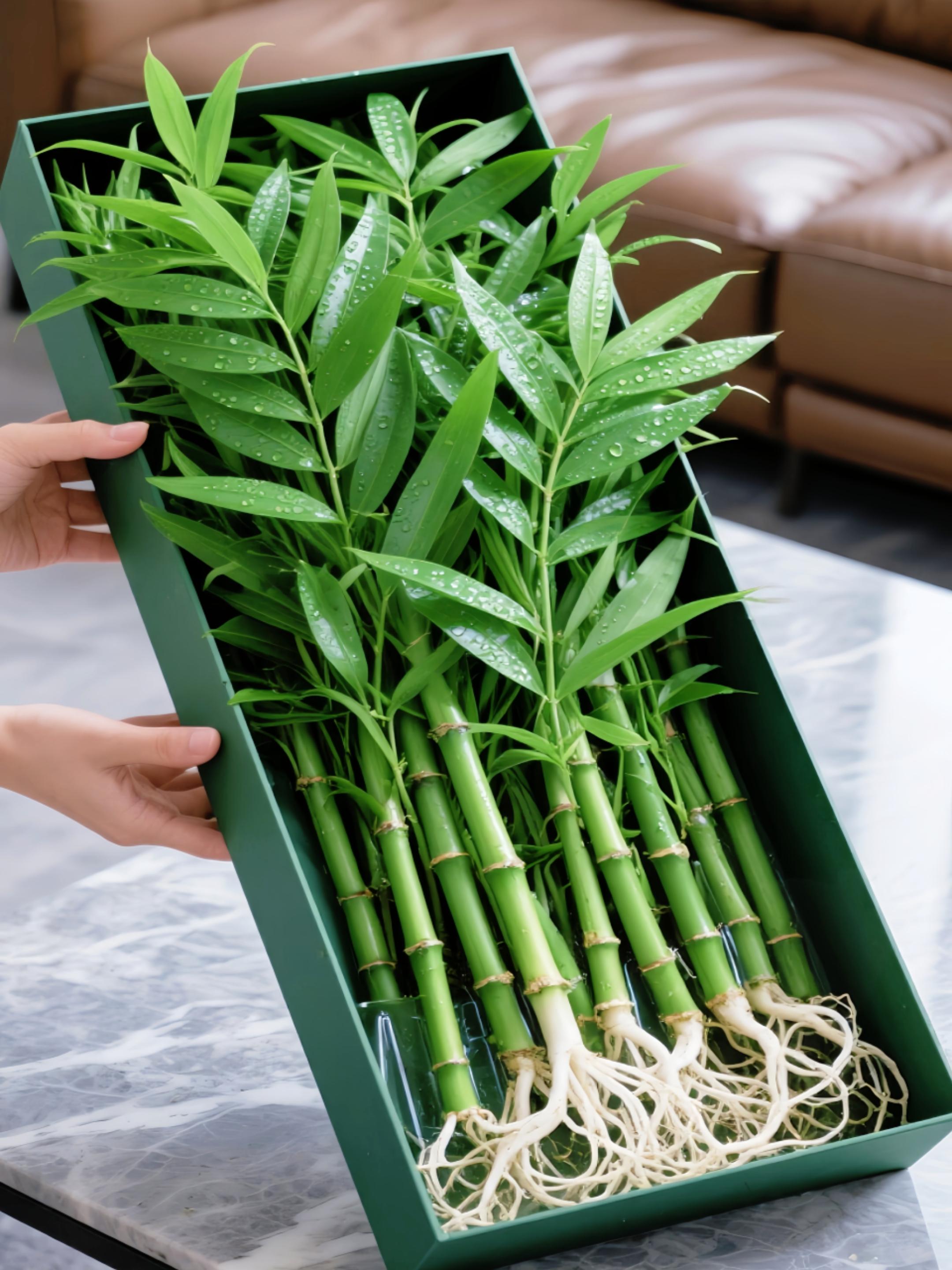 🌿水培竹柏,自带繁茂根系,清水养护即可。叶片翠绿含露,净化空气添生机,轻松打造治愈小景。摆家送礼皆佳,把自然清新“氧”进生活,点亮一隅诗意✨#水培植物 #净化空气 #花卉绿植 #养花 #绿植盆栽