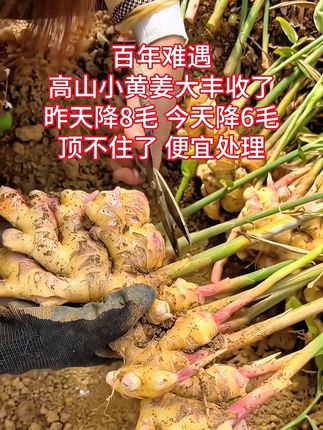 #小黄姜 #源头好货 #蔬菜的搬运工 #小黄姜 #强烈推荐
