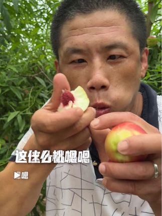 珍珠枣油桃,一款枣子和桃子的完美结晶,三分的枣味,七分的桃味,硬吃脆甜,软吃软糯香甜#珍珠枣油桃