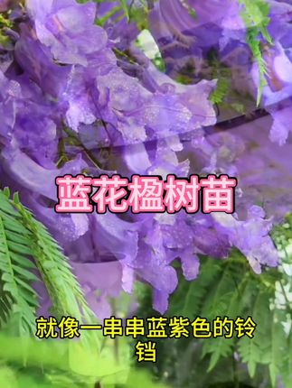 正宗蓝花楹树苗 室内外盆栽 办公室观赏绿植蓝雾树苗带土带叶发货#蓝花楹树苗