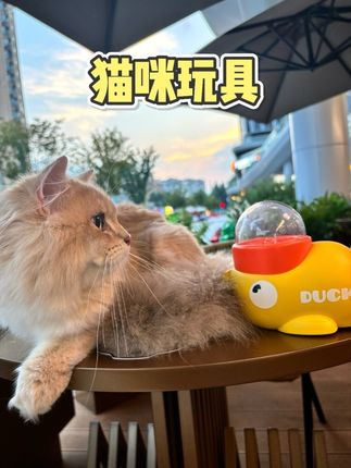 小猫教学#聪明小猫 #猫咪 #猫咪玩具 #萌宠好物 #萌宠