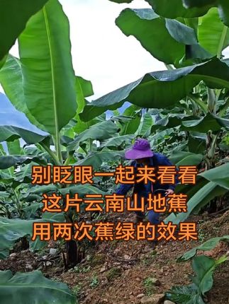 别眨眼,一起来看看我龙哥的蕉地,用两次蕉绿之后这长势真喜人😊#香蕉种植#三农#农业#农资肥料#抖音助农