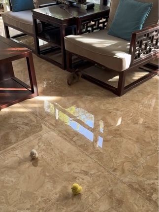 这是谁的小鼻嘎呀 #曼基康矮脚 #米努特矮脚猫 #矮脚猫 #毛孩子的日常 #毛孩子的日常