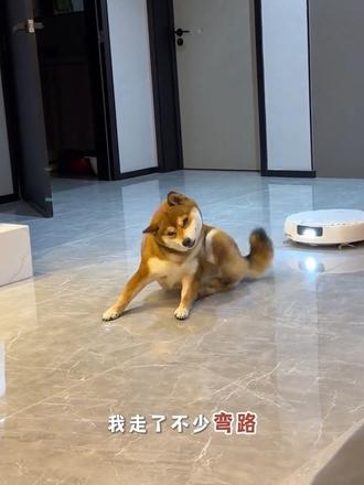 一个养柴犬五年饱受掉毛期小狗折磨总结出的养毛好物,#柴犬掉毛期 #柴犬掉毛 #柴犬日常养护 #柴犬掉毛