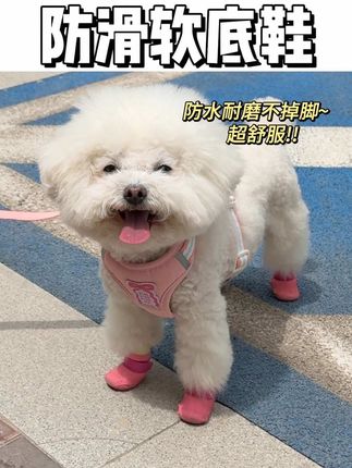 软底软面的小鞋子也太好穿啦,超结实#宠物鞋子 #狗狗鞋子 #抖in萌宠计划 #摇粒绒小狗