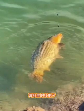 #钓鱼 #钓鱼饵料 #饵料窝料 #钓大鱼 #甜薯玉米