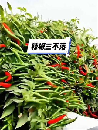 种辣椒,辣椒三不落 管理技术与配方#辣椒种植 #种植辣椒 #种辣椒 #云耕鹿鸣