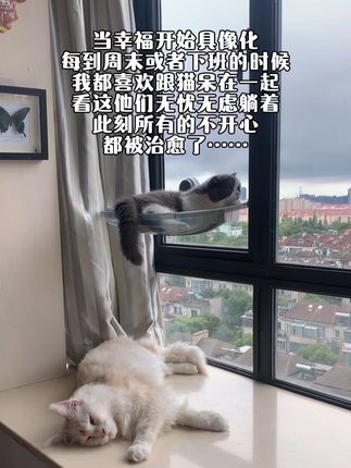 小猫不懂什么是爱 它只知道一直陪在你身边#幸福具象化 #记录猫咪日常 #我和我的猫 #治愈猫咪
