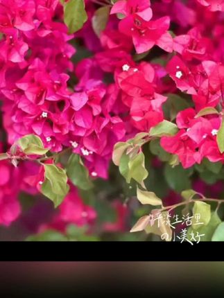 三角梅专用肥室内催花促花缓释颗粒绿植盆栽通用花卉开花缓释花肥#每天分享科普知识 #家庭种植 #植物科普小知识 #关注每日分享生活小常识