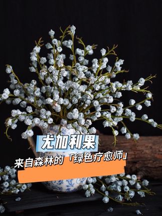 藏在枝叶间的尤加利果,是森林写给空气的诗。自带冷调的草木香,像秋日午后穿过林间的风,清透、宁静,轻轻拂去心头的喧嚣,让每一次呼吸都成为一场温柔的治愈!#尤加利果