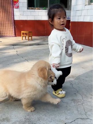 小鸡毛不讲武德,小侄女有点破防#金毛 #宠物和孩子 #金毛幼犬