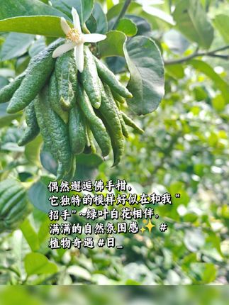 #自家种植 #佛手柑 #乡村生活