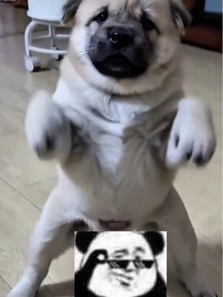 奶凶奶凶的,不错哟!#萌宠出道计划 #萌宠 #万物皆可种草搜