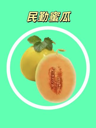 甘肃民勤蜜瓜,脆甜多汁,现摘现发#蜜瓜 #甜瓜 #民勤蜜瓜 #黄河蜜瓜