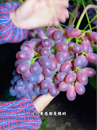 大凉山克伦生冰美人小糖豆,脆嫩爽口,带冰糖心的无籽红提