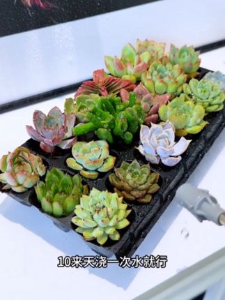 终于找到了适合放在桌子上的小多肉,小小一盆,精致又可爱,而且还不需要很大的地方去种植,随便找个空位就能放下#多肉 #记录多肉生活 #爱生活爱养花 #养花 #好看的花一定要分享給你