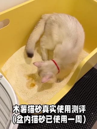 #生活必备 #强烈推荐 #自用好物推荐 #木薯猫沙