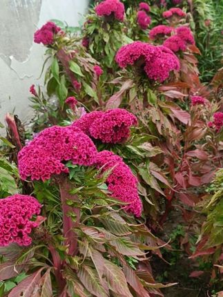 #凤尾鸡冠花 #带花苞 发货 #鸡冠花#花期长 从春天一直开到元旦节#红色花