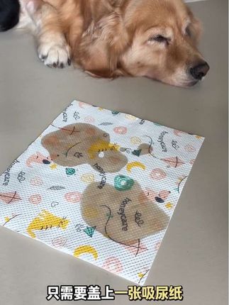 这个吸狗尿太厉害了,最近双十一活动还贼划算!一大包60片,囤货装价格更划算!#honeycare好命家 #吸尿纸 #新手养狗 #科学养宠攻略 #金毛