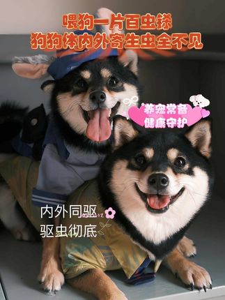 #科学养宠攻略 #养狗经验分享 #萌宠出道计划 #养狗人 #养狗小知识