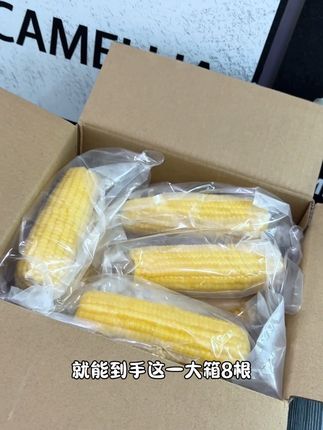 喜欢吃玉米的,一定要试试这个#十月稻田黄糯玉米 颗粒饱满,吃起来软糯香甜#超好吃 #真空包装 #头茬玉米 #强烈推荐