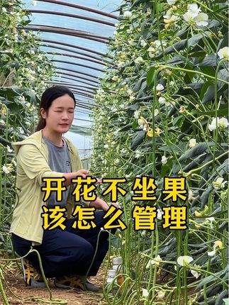 豆角花开的挺多,就是坐不住果,可能是天气原因造成的。怎么在逆境天气下保花保果你知道吗?#蔬菜#种植#豆角