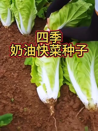 就是这个菜种上二十多天就能采收,它就是奶油快菜。#蔬菜种子 #快菜#绿色蔬菜 #快菜种子