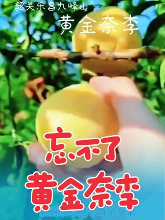嘿…#同学 你#忘不了 的#黄金奈李 来了。还是#韶关 乐昌九峰山的呢!来尝尝看还是以前的那个味道吗?!#应季水果