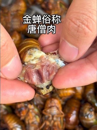 金蝉头上有一块肉,肚子上满满都是蛋白质,金蝉最简单烹饪方法,油炸金蝉,解冻油炸,炸至金黄色,出锅撒盐贼香#金蝉#金蝉头上有块肉