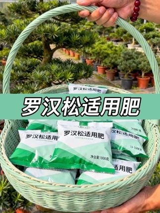 我爸养罗汉松的“秘密武器”! 之前看家里罗汉松叶子没精神,我爸特意网上买了好几袋罗汉松适用肥,说该给它补补了。也就俩多月吧,再看那些罗汉松,叶子绿油油的特鲜亮,果然选对肥比啥都强!#养花日记#罗汉松专用肥#花卉绿植#罗汉松盆景
