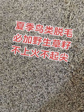 #野生草籽 #内蒙古野生草籽 #鸟粮批发