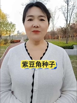 七八月又到了种秋豆角的时候,推荐大家种这款紫秋豆角,好吃又好种。#豆角#豆角种子 #优质农产品 #蔬菜种植 #蔬菜种子