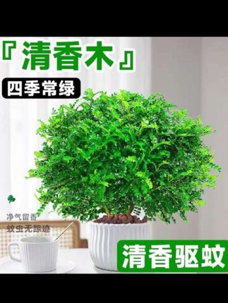 驱蚊草植物正宗清香胡椒木盆栽庭院花镜绿植室内客厅办公室好养活#清香木 #胡椒木 #绿植 #驱蚊草 #种植