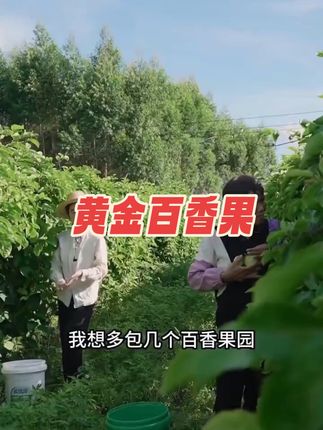 #优质农产品 #新鲜采摘 #三农 #黄金百香果 #广西母女
