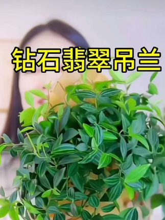 钻石翡翠吊兰 好看好养 四季常青 净化空气 一款超级耐阴耐旱的懒人绿植#吊兰#钻石翡翠吊兰#花卉绿植 #室内绿植 #净化空气