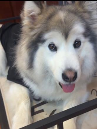 豆包说的,大概率会有流量#豆包#萌宠出道计划 #狗子的迷惑行为