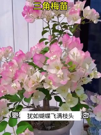 #三角梅 #袋苗 #好看的花一定要分享给你 #爱生活爱养花