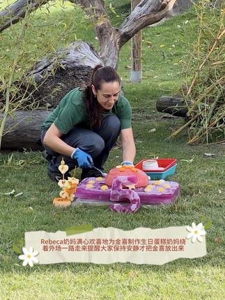 Rebeca奶妈满心欢喜地为自家好大儿金喜制作生日蛋糕。摆完蛋糕,可爱的Rebeca奶妈绕着外场一路走来提醒大家保持安静才把金喜放出来~🍏🍇🍉🍊🎃🌿 感谢 Rebeca奶妈一直以来对喜子的宠爱与用心 🥰✨ #大熊猫金喜茱萸 #大熊猫金喜 #来这吸熊猫 #大熊猫 #不止我一个想rua大熊猫