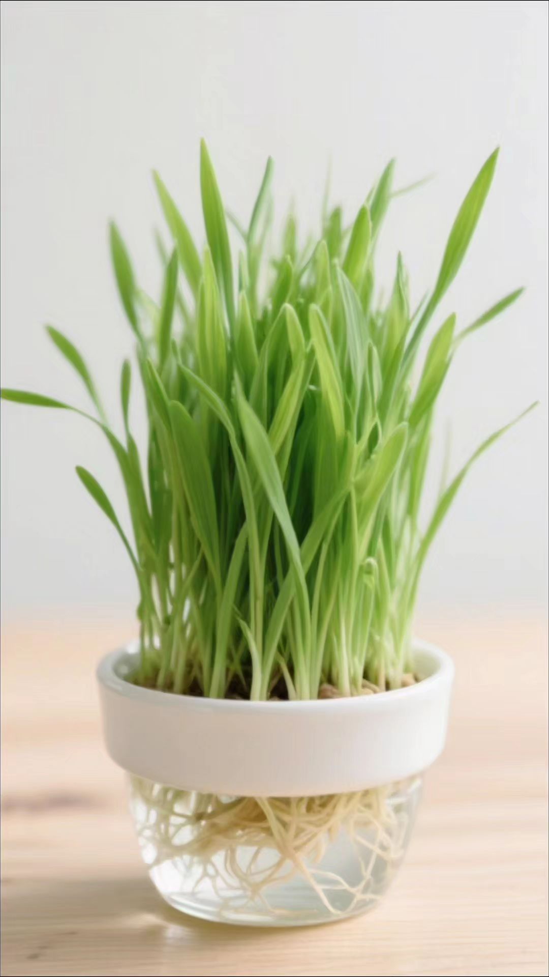 吃草可以帮助肚肚友好,两个都要抢着吃 #种猫草#萌宠出道计划 #猫草 #拉布拉多 #狗是人类最忠诚的朋友