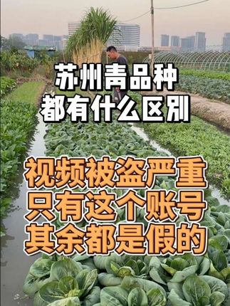 苏州青品种都有什么区别
