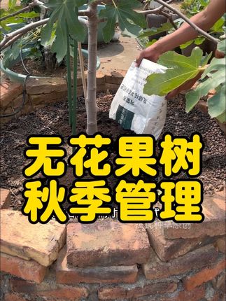 无花果树不会突然间长大的,秋冬两个季节它们需要存储足够多的营养,来年春天才会爆发式生长#果树管理