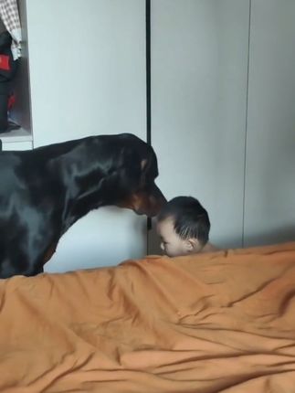 误会搞大了 #萌宠成精了 #人类幼崽  #万万没想到